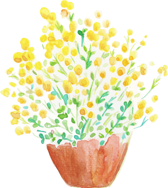 Watercolor Desert Flame Chrysocephalum Apiculatum Australian Native Flower